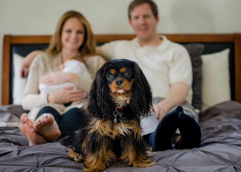 In Home Newborn Photography Session, Natural Light Photograph of Mom, Dad, Newborn and Dog, Newborn Photography with Dog